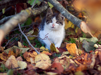 chat et feuilles d'automne